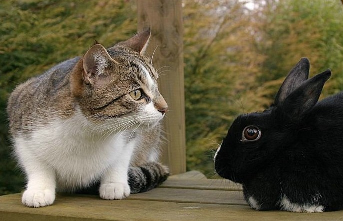Дружба животных. Кот с кроликом вместе. Фото
