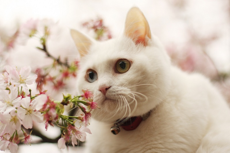 Кот в цветах сакуры. Фото