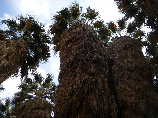 Каньон пальм в пустыне Анза Боррего. Фото