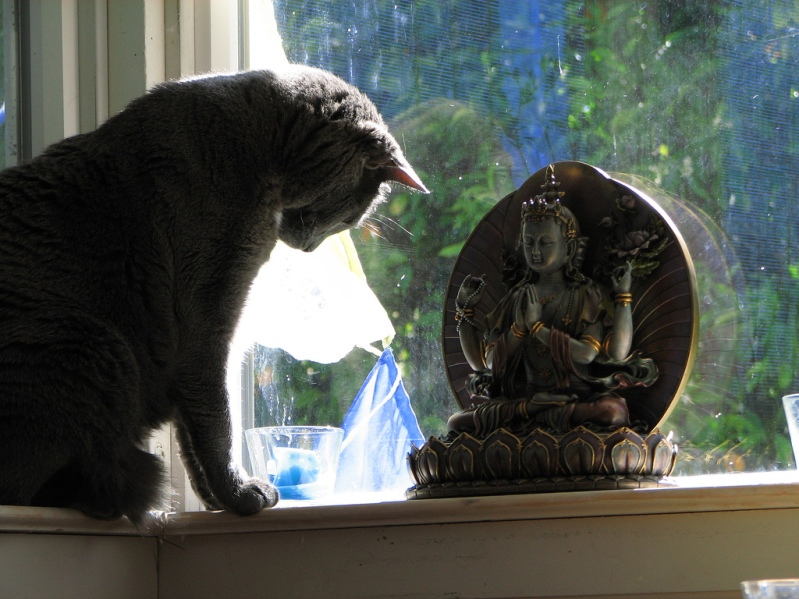 Кот поклоняется Будде. Необычное фото