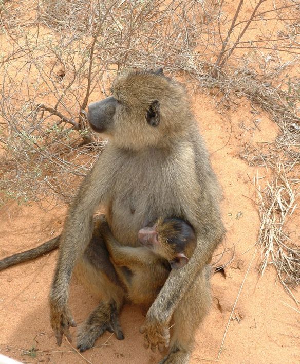 Мать и дитя в мире животных: павиан с детенышем. Фото