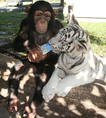 Шимпанзе Аджанта кормит подросшего тигренка из бутылочки. Фото