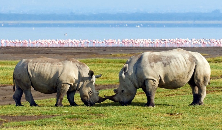 Национальный парк Озеро Накуру в Кении. Носороги. Фото