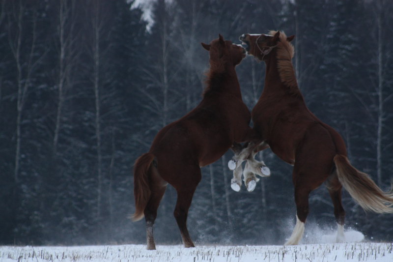 Лошадь породы владимирский тяжеловоз. Фото
