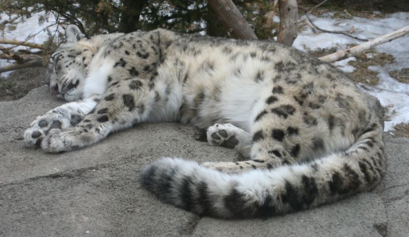 Спящий снежный барс (ирбис). Фото / Snow Leopard. Photo