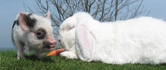 Мини-пиг дружит с кроликом. Фото