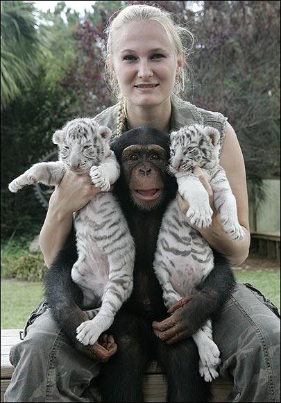 Чайна-Йорк с белыми тигрятами и шимпанзе. Фото