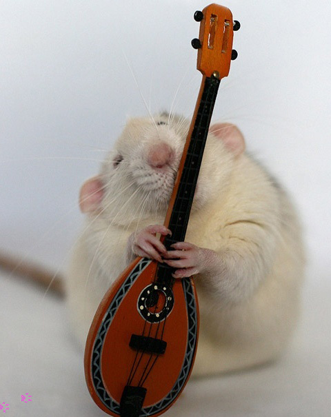 Крыса играет на домбре. Эллен ван Дилен. Фото
