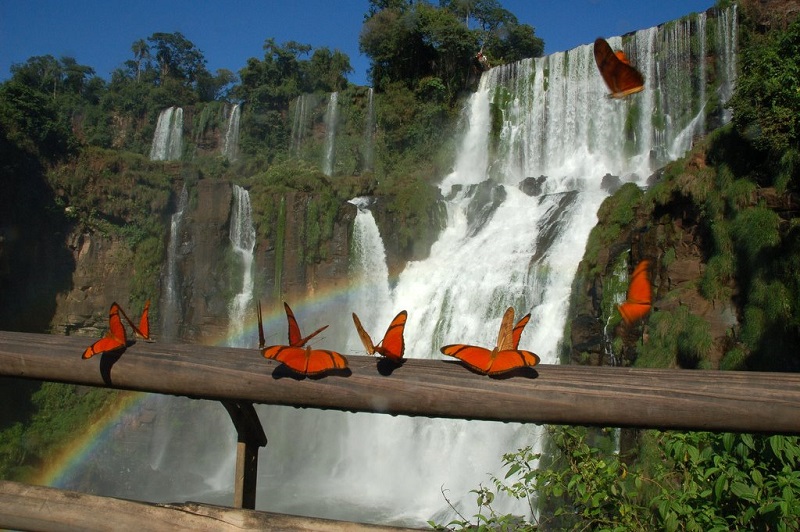 Бабчоки и радуга на фоне водопада Игуасу. Бразилия, Аргентина