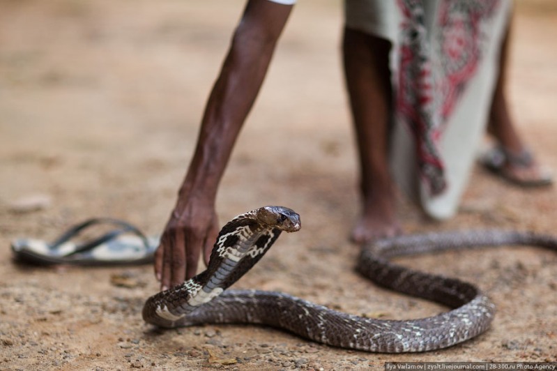 Укротитель змей. Фото