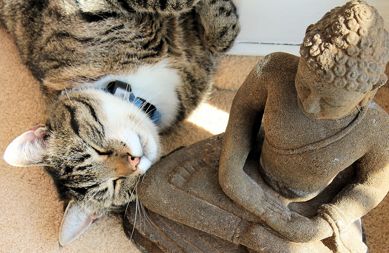 Кот у статуэтки Будды. Фото