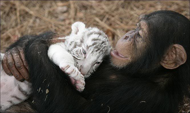 Шимпанзе Аджанта лежит в обнимку с белым тигренком. Фото