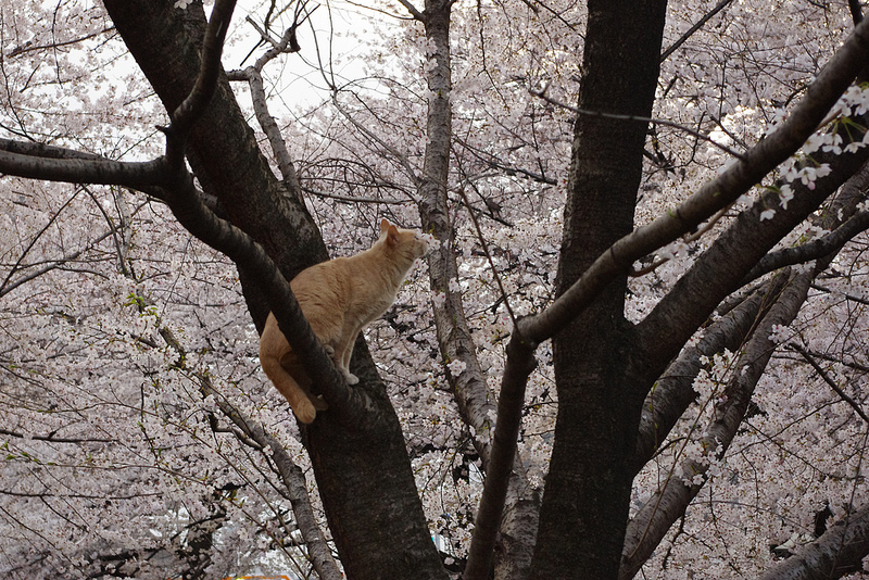 Кот в цветах сакуры. Фото