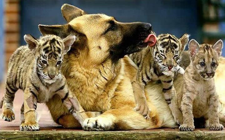 Дружба животных. Овчарка с тигрятами