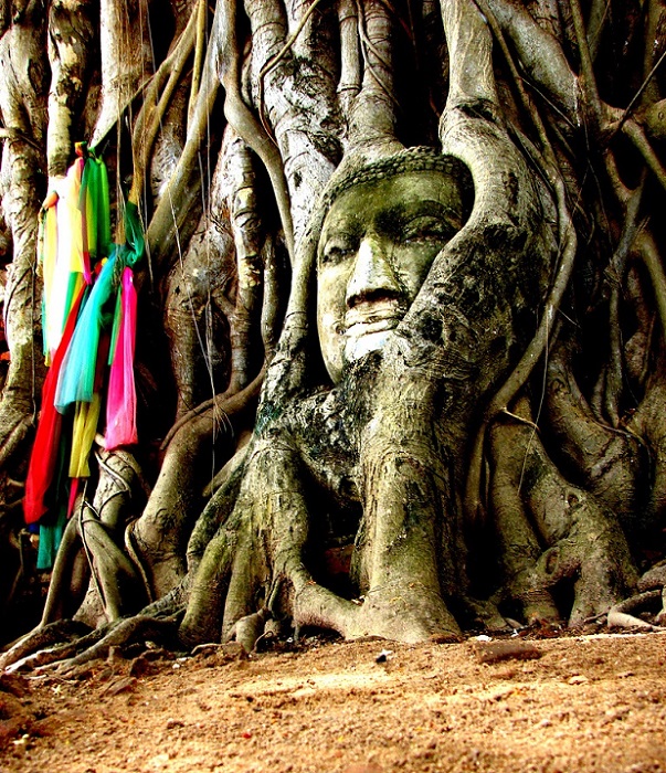 Голова Будды среди корней дерева. Фото
