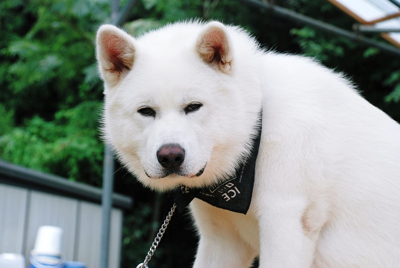 Порода собак японская акита-ину