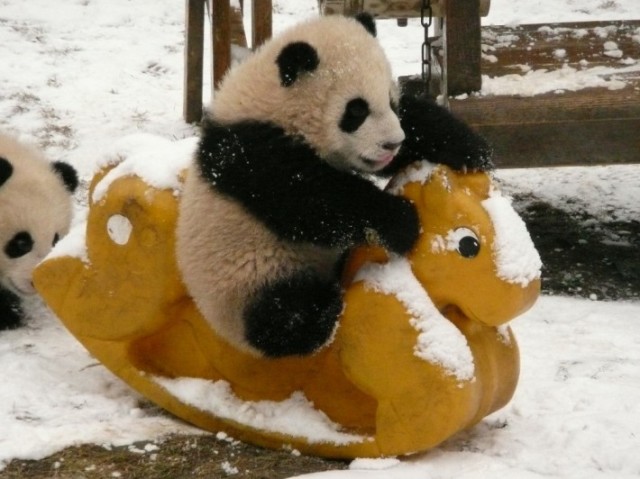 Панда катается на игрушечной лошадке. Фото