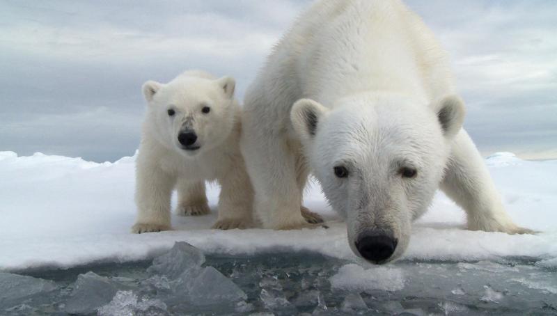 Мать и дитя в мире животных: белая медведица с медвежонком. Фото