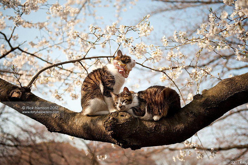 Коты в цветах сакуры. Фото