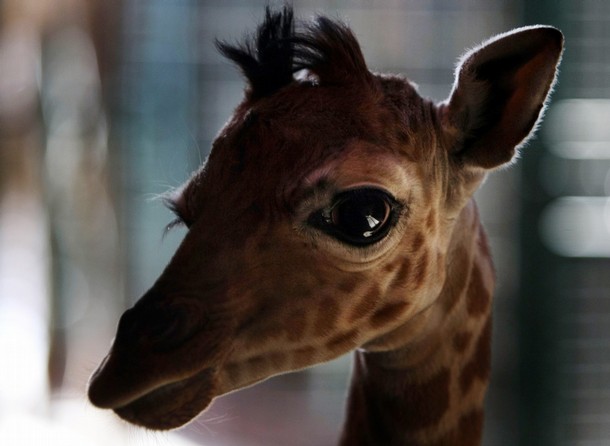 Самый маленький детеныш жирафа. Фото