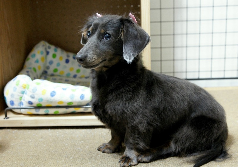 Порода собак кроличья такса длинношесртная черного окраса. Фото