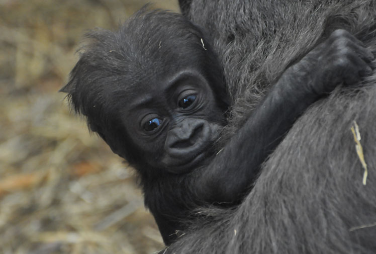 Мать и дитя в мире животных: детеныш гориллы обнял маму. Фото