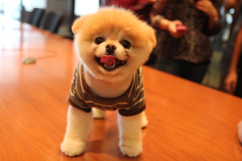 Собака Бу породы померанский шпиц улыбается. Фото