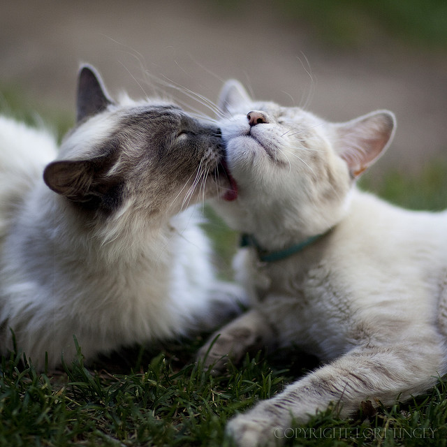 Кошачья любовь. Фото