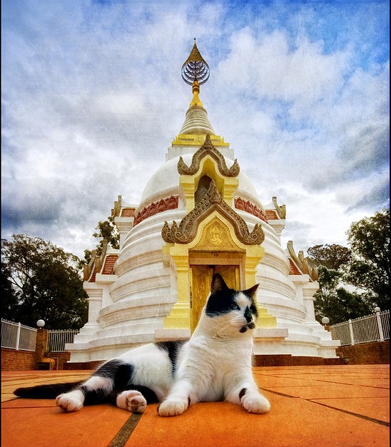 Кот-буддист. Необычное фото