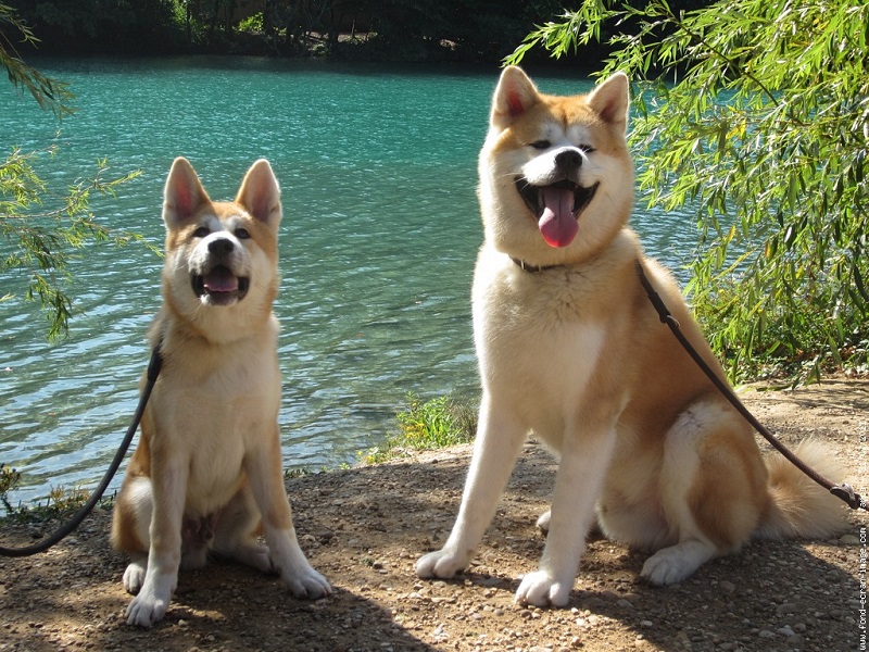 Порода собак японская акита-ину. Фото