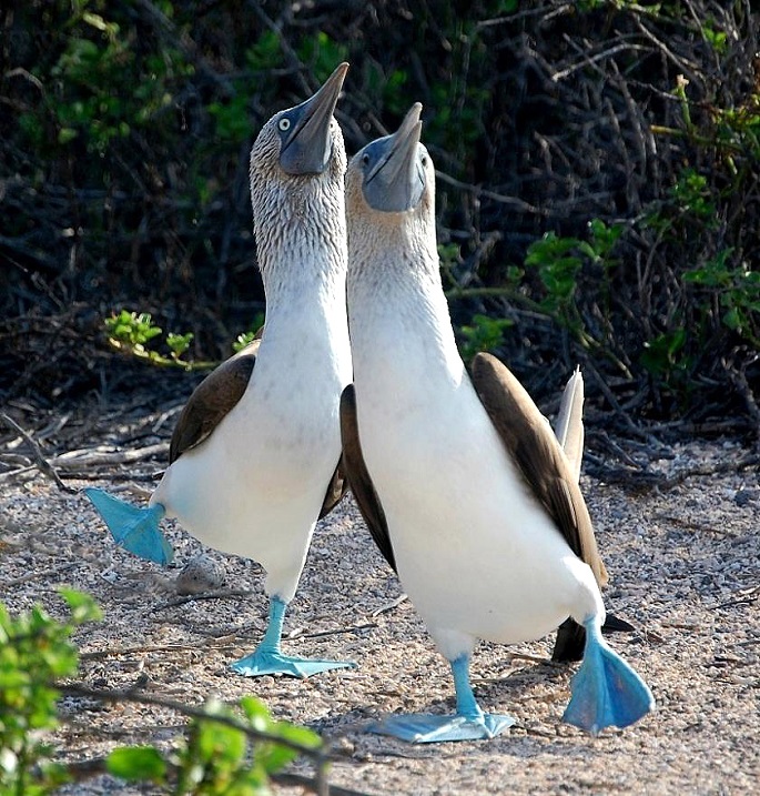 Две голубоногих олуши исполняют брачный танец. Фото