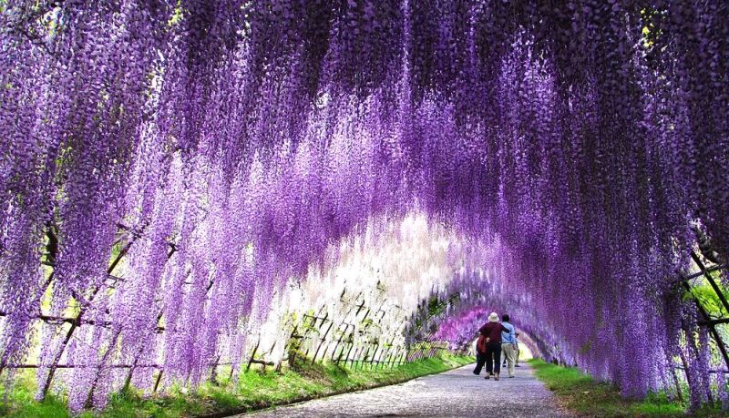 Тоннель Вистерия в японском саду цветов Кавати Фудзи. Фото
