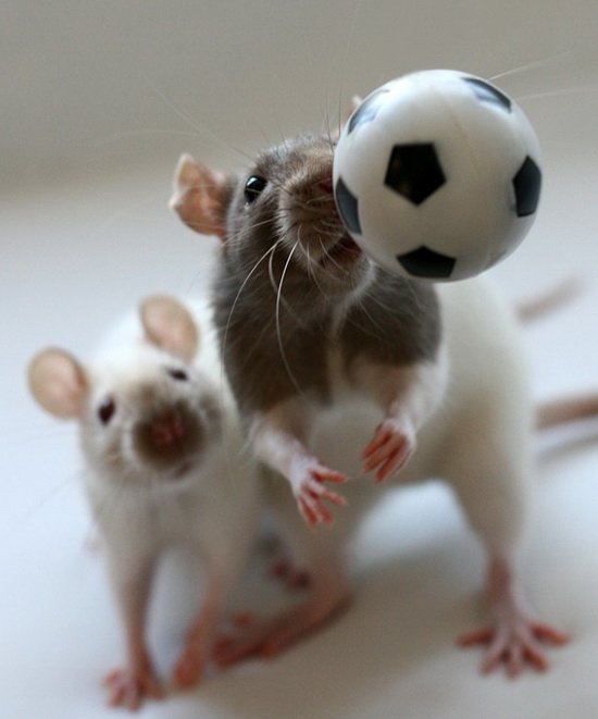 Крысы играют в футбол. Эллен ван Дилен. Фото