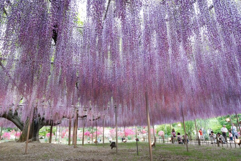Глицинии в японском парке цветов Кавати Фудзи. Фото