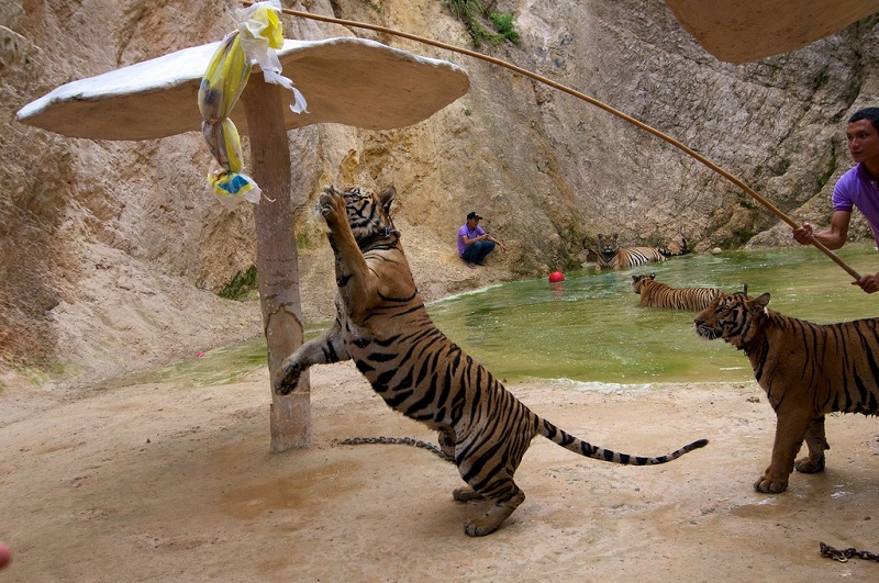 Храм тигров в Таиланде. Фото