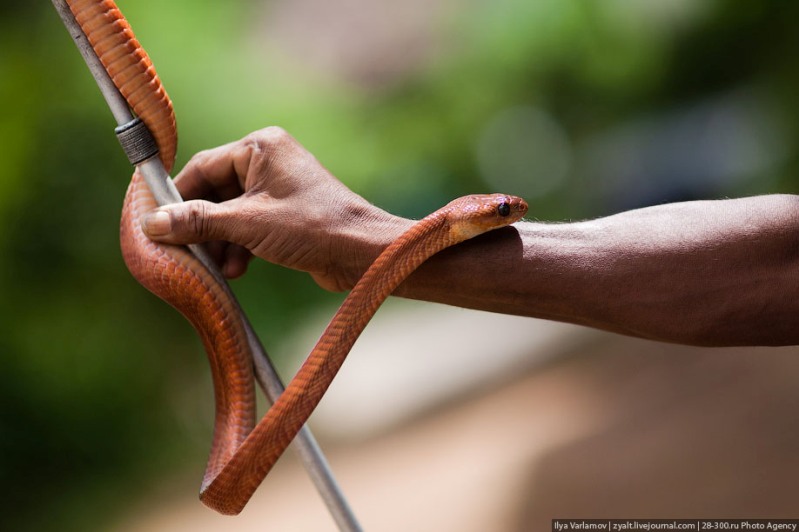 Змея укротителя. Фото