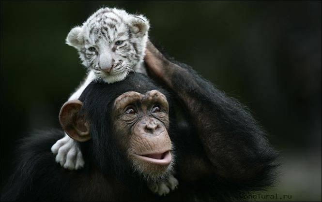 Белый тигренок на плечах у обезьянки. Фото