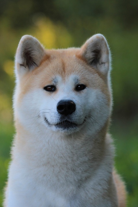 Акита-ину - порода собаки из фильма Хатико