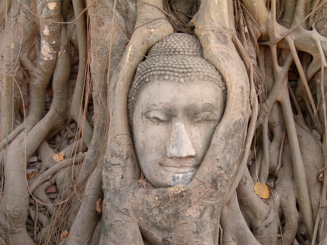 Голова от статуи Будды в дереве. Фото