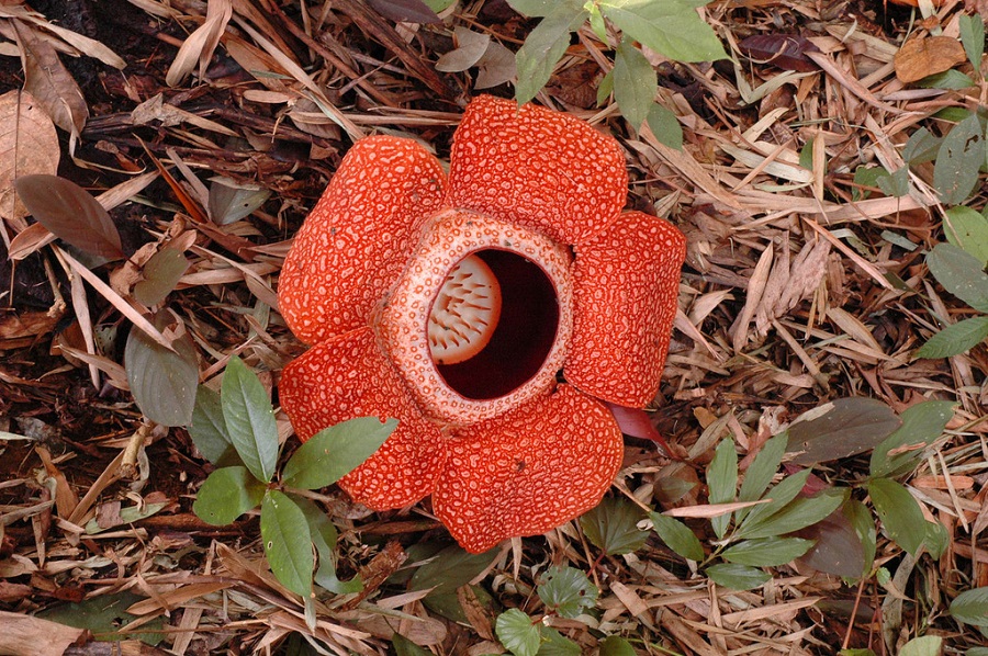 Гигантский цветок раффлезия Арнольда. Фото