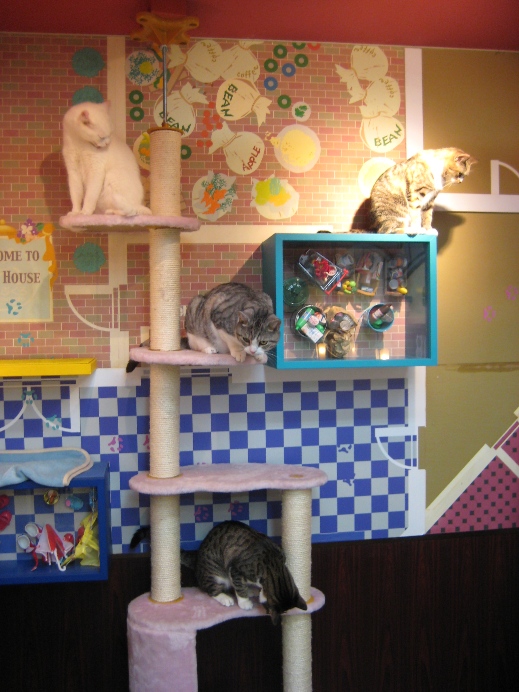Подставка для котов в Некобукуро. Фото