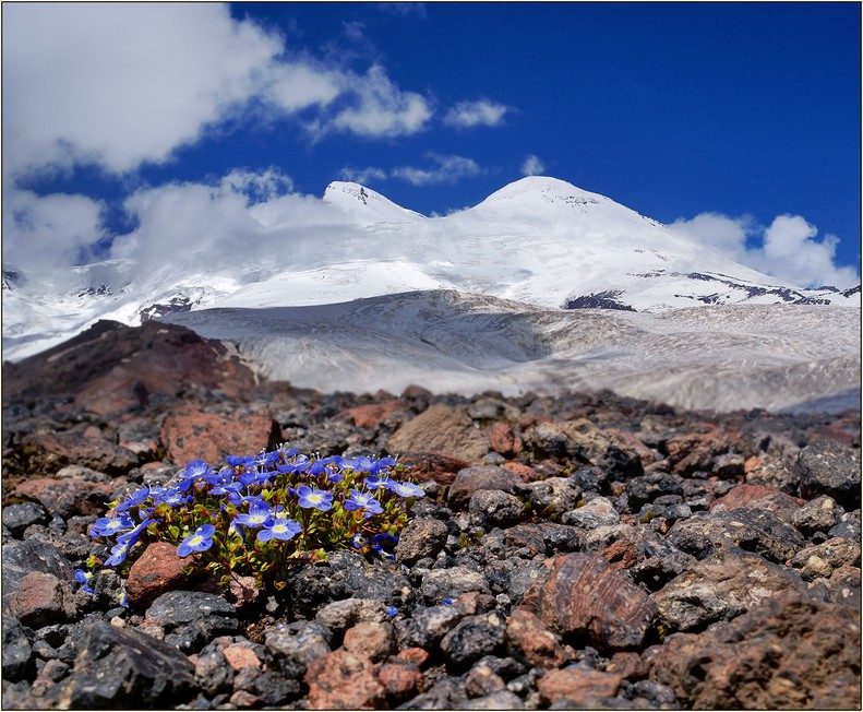 Кавсказские горы: вулкан Эльбрус. Цветы. Красивое фото