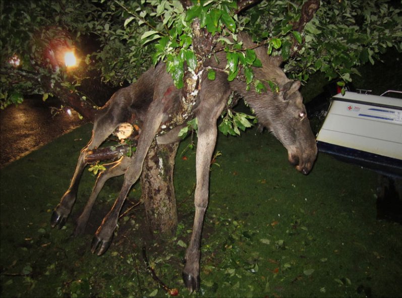 Пьяный лось застрял на яблоне. Фото