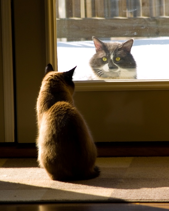Кот и кошка - безмолвное общение. Фото