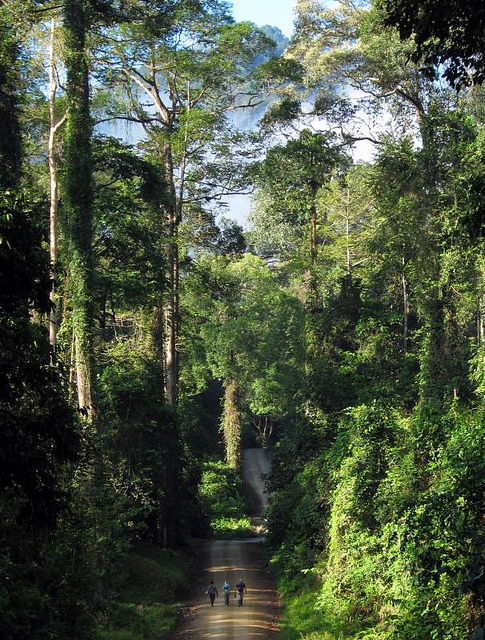 Тропический лес. остров Калимантан. Малайзия. Фото