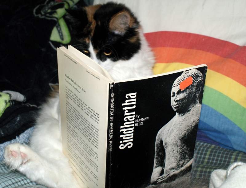 Кот читает книгу на буддийскую тематику. Фото