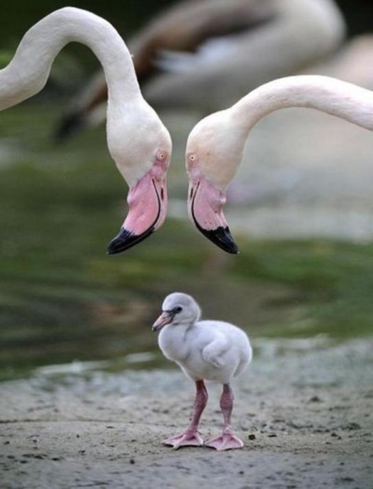Мать и дитя в мире животных: фламинго с птенцом. Фото
