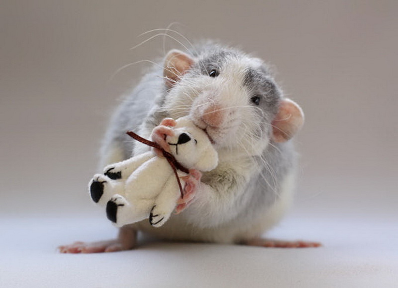 Крыса позирует с игрушкой. Эллен ван Дилен. Фото