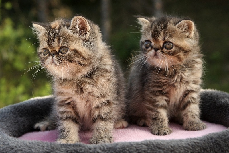 Экзотические короткошерстные котята. Фото