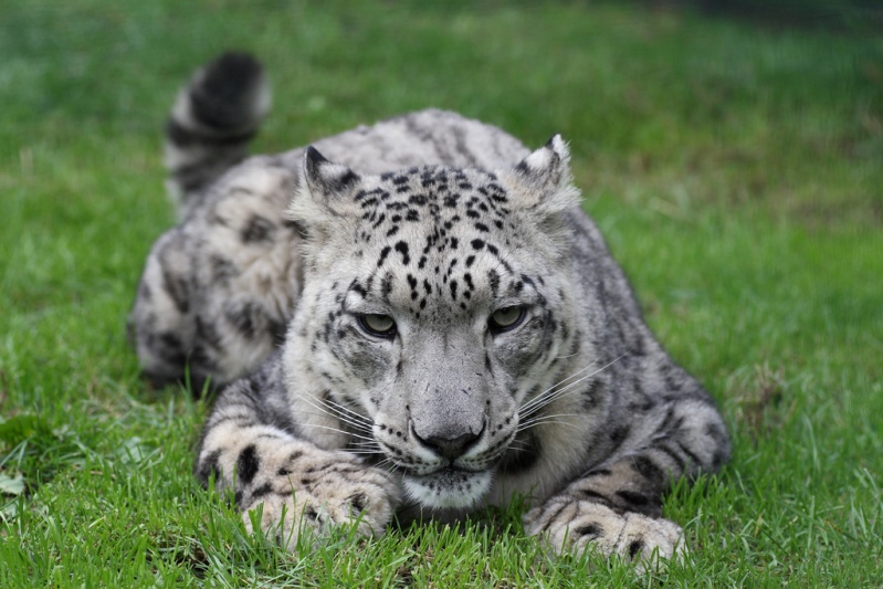 Cнежный барс (ирбис) лежит на траве. Фото / Snow Leopard. Photo
